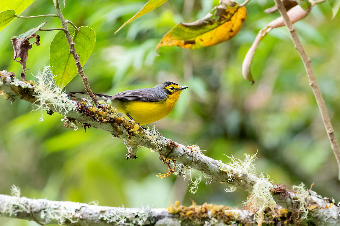 Spectacled red/whitestart (Myioborus melanocephalus) PNYC - San Alberto, Pasco, Peru. Mar 17, 2020 Geotagged,Myioborus melanocephalus,Peru,Spectacled whitestart,Summer
