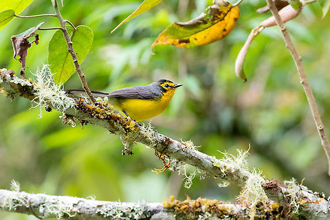 Spectacled red/whitestart (Myioborus melanocephalus) PNYC - San Alberto, Pasco, Peru. Mar 17, 2020 Geotagged,Myioborus melanocephalus,Peru,Spectacled whitestart,Summer