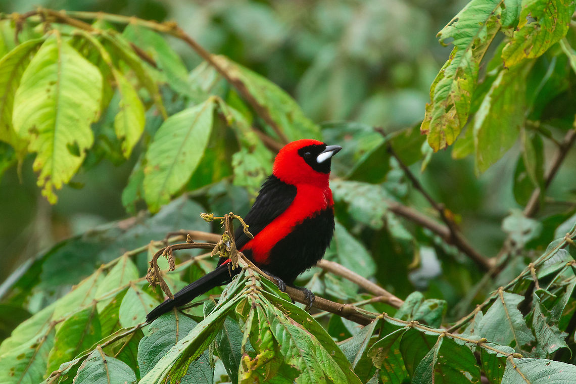 Masked crimson tanager (Ramphocelus nigrogularis) Villa Rica, Pasco, Peru. Jan 18, 2020 Geotagged,Masked crimson tanager,Peru,Ramphocelus nigrogularis,Summer