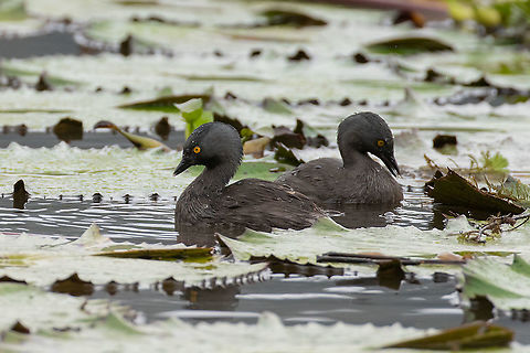 Least grebes (Tachybaptus dominicus) Laguna El Oconal, Villa Rica, Pasco, Peru. Jan 18, 2020 Geotagged,Least grebe,Peru,Summer,Tachybaptus dominicus