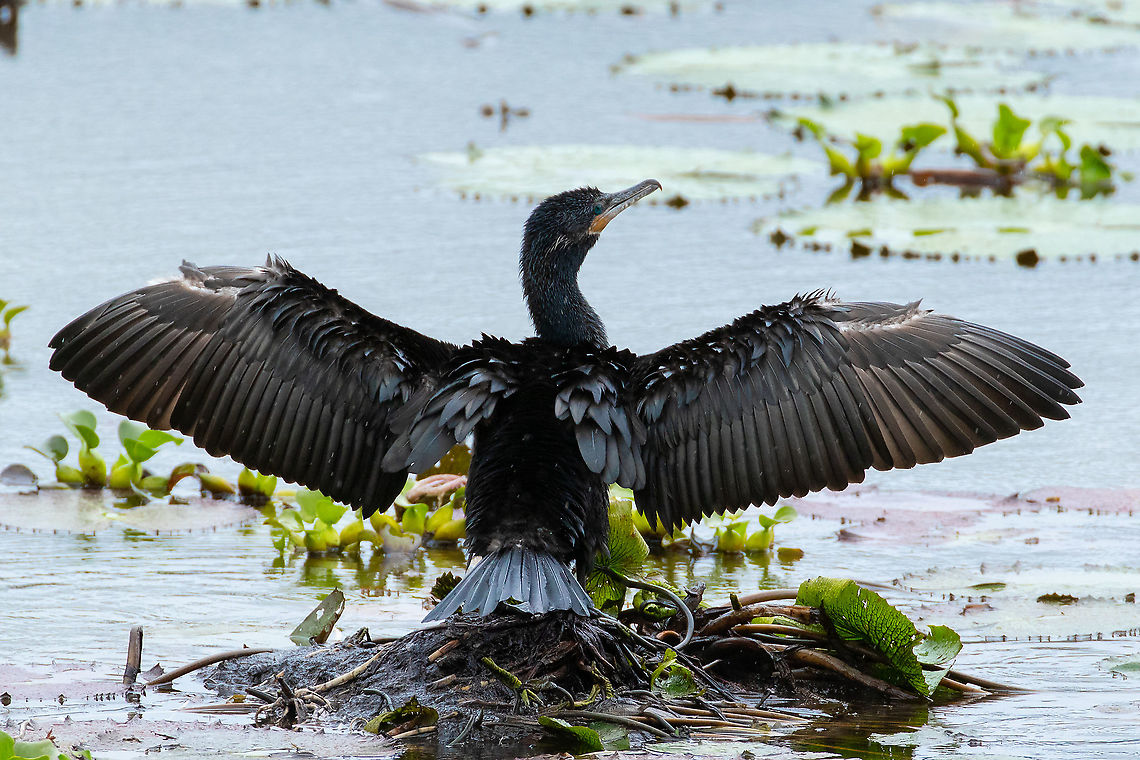 Neotropic cormorant (Phalacrocorax brasilianus) Laguna El Oconal, Villa Rica, Pasco, Peru. Jan 18, 2020 Geotagged,Neotropic cormorant,Peru,Phalacrocorax brasilianus,Summer