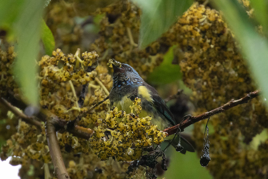 Turquoise tanager (Tangara mexicana ) Laguna El Oconal, Villa Rica, Pasco, Peru. Jan 18, 2020 Geotagged,Peru,Summer,Tangara mexicana,Turquoise tanager