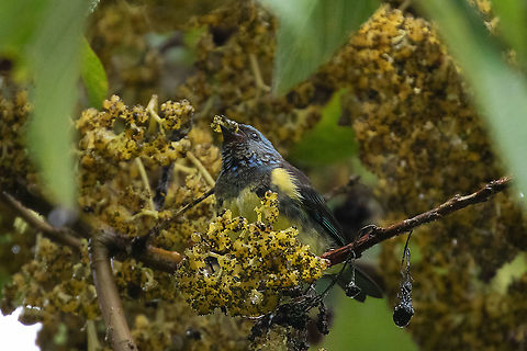 Turquoise tanager (Tangara mexicana ) Laguna El Oconal, Villa Rica, Pasco, Peru. Jan 18, 2020 Geotagged,Peru,Summer,Tangara mexicana,Turquoise tanager