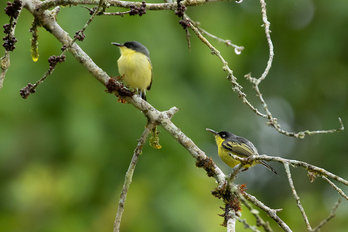 Common tody-flycatchers (Todirostrum cinereum) Laguna El Oconal, Villa Rica, Pasco, Peru. Jan 18, 2020 Common tody-flycatcher,Geotagged,Peru,Summer,Todirostrum cinereum