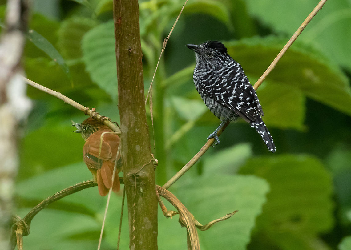 Barred antshrike couple (Thamnophilus doliatus) Laguna El Oconal, Villa Rica, Pasco, Peru. Jan 18, 2020 Barred antshrike,Geotagged,Peru,Thamnophilus doliatus
