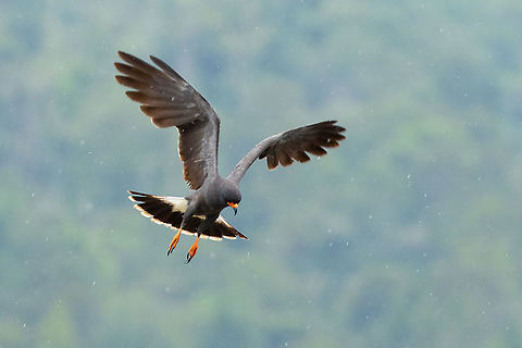 Snail Kite (Rostrhamus sociabilis) Laguna El Oconal, Villa Rica, Pasco, Peru. Jan 18, 2020 Geotagged,Peru,Rostrhamus sociabilis,Snail Kite,Summer