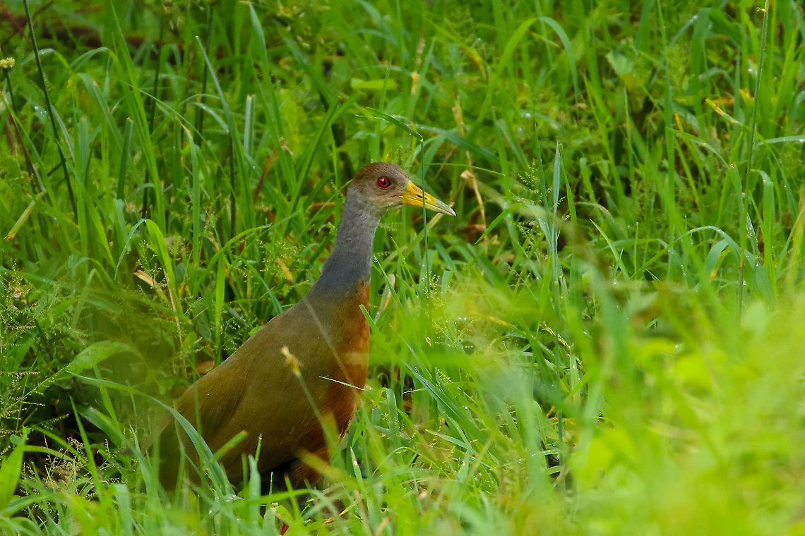 Grey-necked Wood Rail (Aramides cajanea) Laguna El Oconal, Villa Rica, Pasco, Peru. Jan 19, 2020 Aramides cajanea,Geotagged,Grey-necked Wood Rail,Peru,Summer