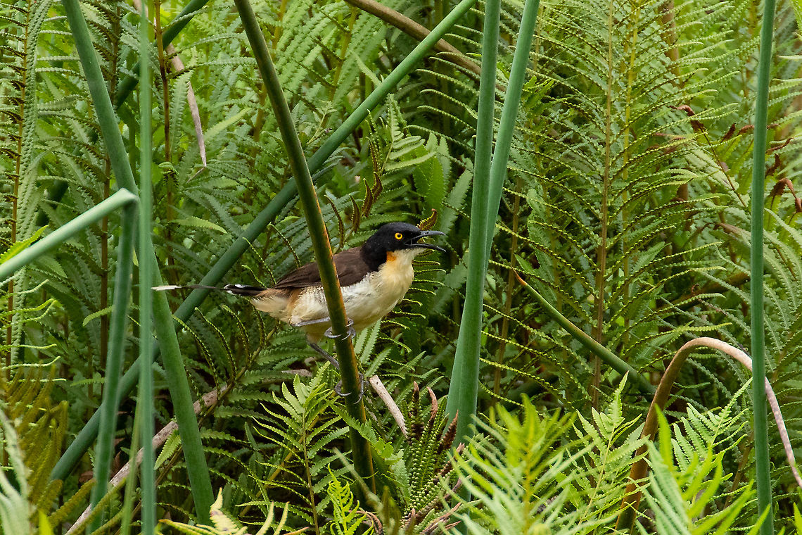 Black-capped donacobius (Donacobius atricapilla) Laguna El Oconal, Villa Rica, Pasco, Peru. Jan 19, 2020 Black-capped donacobius,Donacobius atricapilla,Geotagged,Peru,Summer