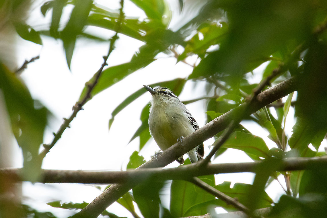 Creamy-bellied antwren (Herpsilochmus motacilloides) ACP El Palmeral, Huancabamba, Pasco, Peru. Jan 29, 2020 Creamy-bellied antwren,Geotagged,Herpsilochmus motacilloides,Peru,Summer