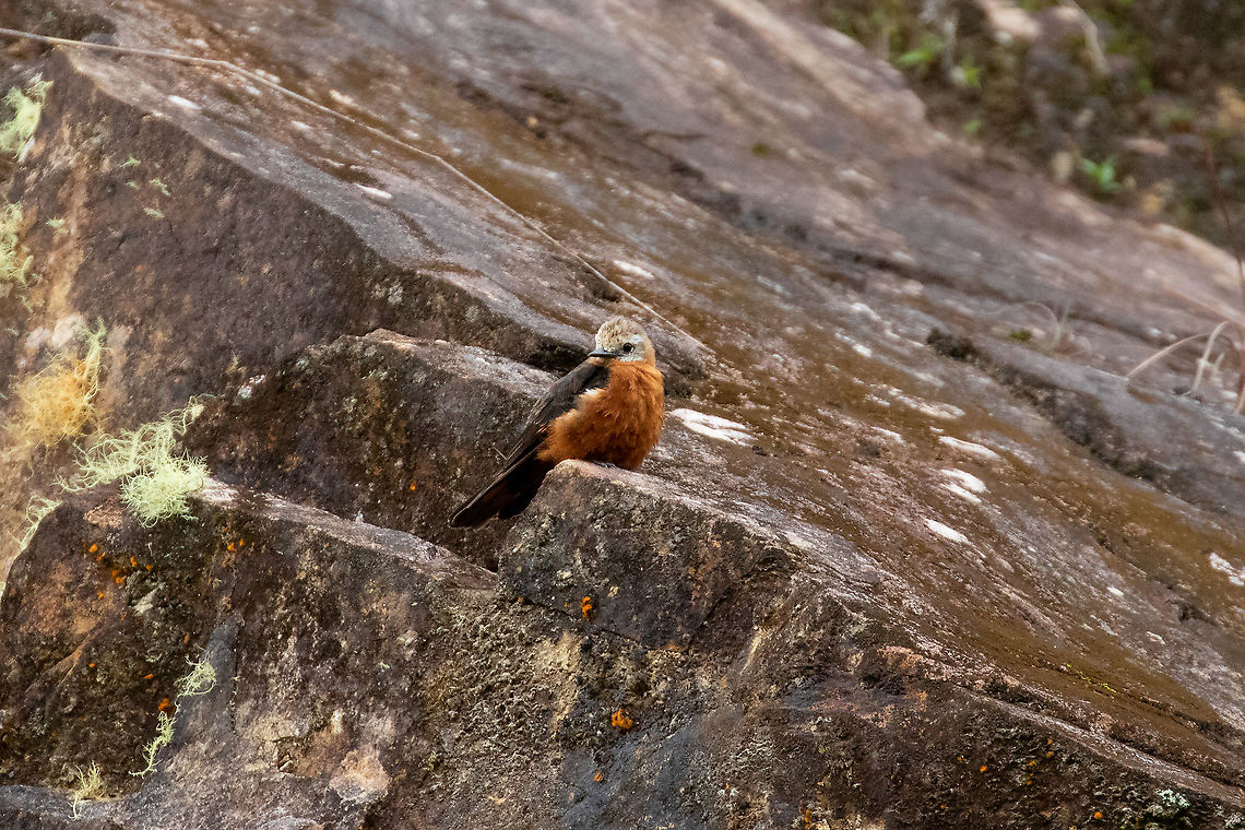 Cliff flycatcher (Hirundinea ferruginea) Oxapampa, Pasco. Jan 20, 2020 Cliff flycatcher,Geotagged,Hirundinea ferruginea,Peru,Summer