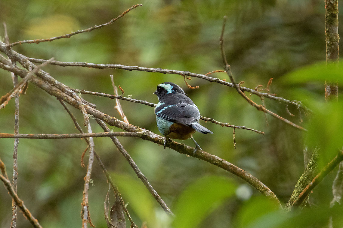 Blue-browed tanager (Tangara cyanotis) Oxapampa, Pasco, Peru. Jan 20, 2020 Blue-browed tanager,Geotagged,Peru,Summer,Tangara cyanotis
