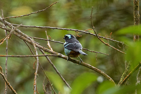 Blue-browed tanager (Tangara cyanotis) Oxapampa, Pasco, Peru. Jan 20, 2020 Blue-browed tanager,Geotagged,Peru,Summer,Tangara cyanotis