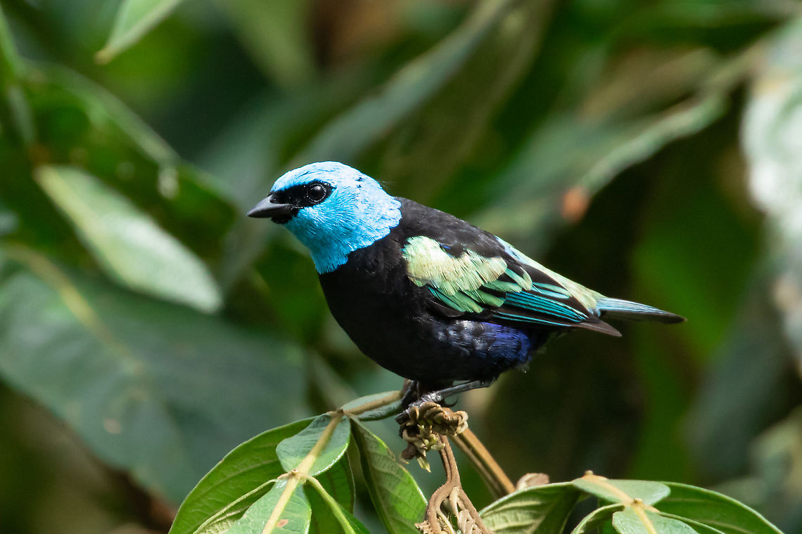 Blue-necked tanager (Stilpnia cyanicollis) Carolina Egg Gasthaus, Oxapampa, Pasco, Peru. Feb 1, 2020 Blue-necked tanager,Geotagged,Peru,Summer,Tangara cyanicollis