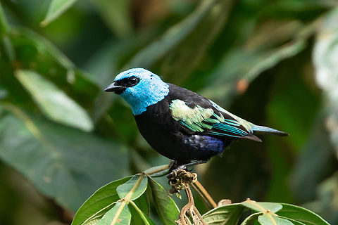 Blue-necked tanager (Stilpnia cyanicollis) Carolina Egg Gasthaus, Oxapampa, Pasco, Peru. Feb 1, 2020 Blue-necked tanager,Geotagged,Peru,Summer,Tangara cyanicollis