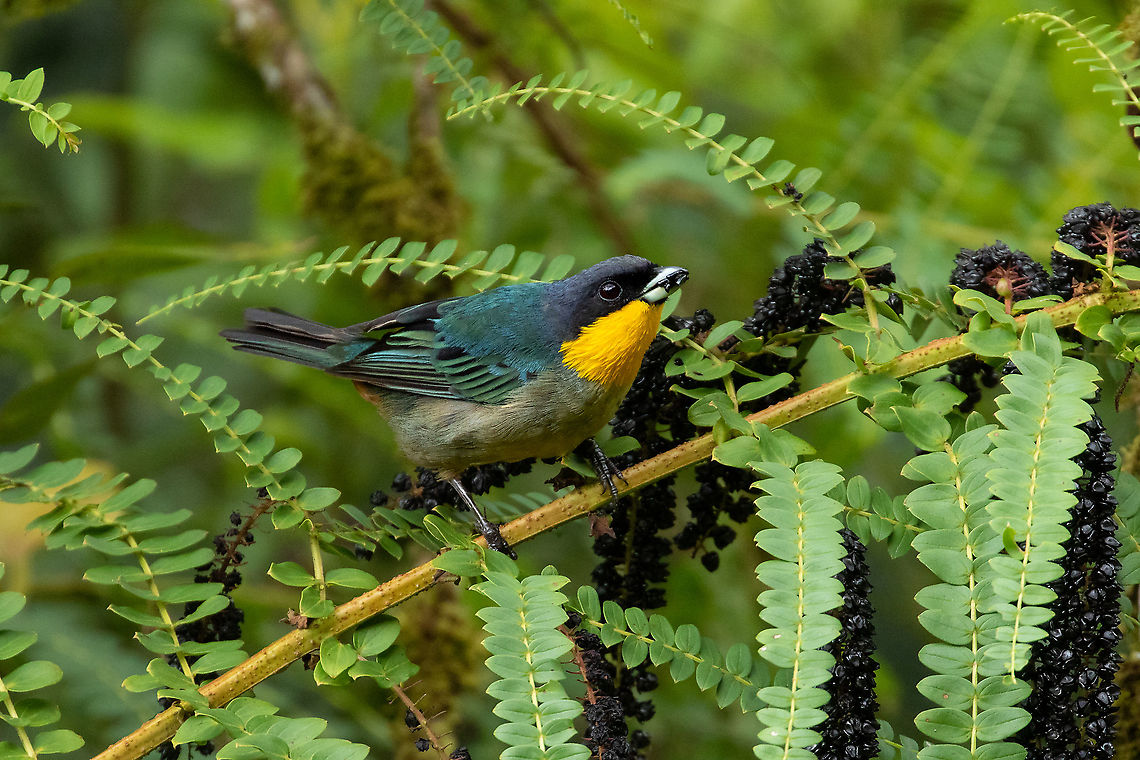 Yellow-throated tanager (Iridosornis analis) Oxapampa, Pasco, Peru. Jan 20, 2020<br />
 Geotagged,Iridosornis analis,Peru,Summer,Yellow-throated tanager