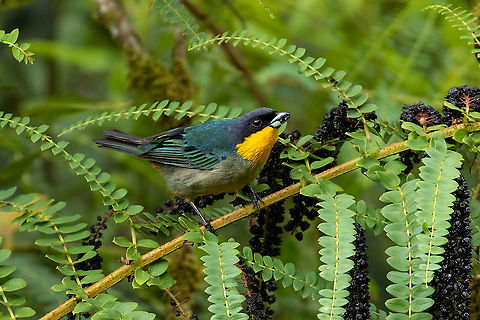 Yellow-throated tanager (Iridosornis analis) Oxapampa, Pasco, Peru. Jan 20, 2020
 Geotagged,Iridosornis analis,Peru,Summer,Yellow-throated tanager