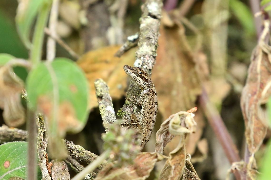 Blemished anole (Anolis mariarum) La Romera, Medell&iacute;n, Antioquia, Colombia. Jan 5, 2019 Anolis mariarum,Blemished anole,Colombia,Geotagged,Winter