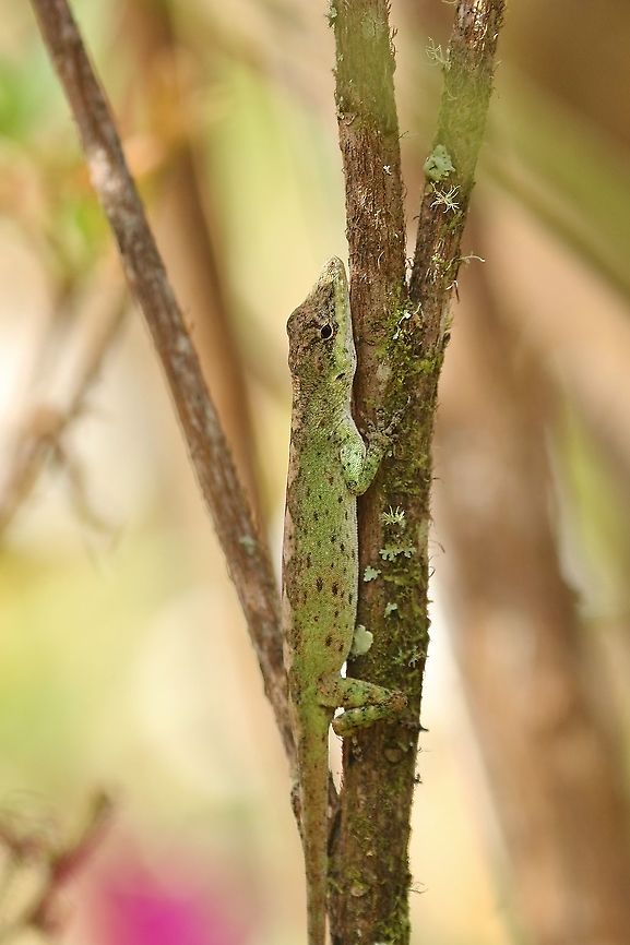 Anolis umbrivagus (Dactyloideae) RNA El Dorado, Colombia. Jan 8, 2019 Anolis umbrivagus,Colombia,Geotagged,Winter