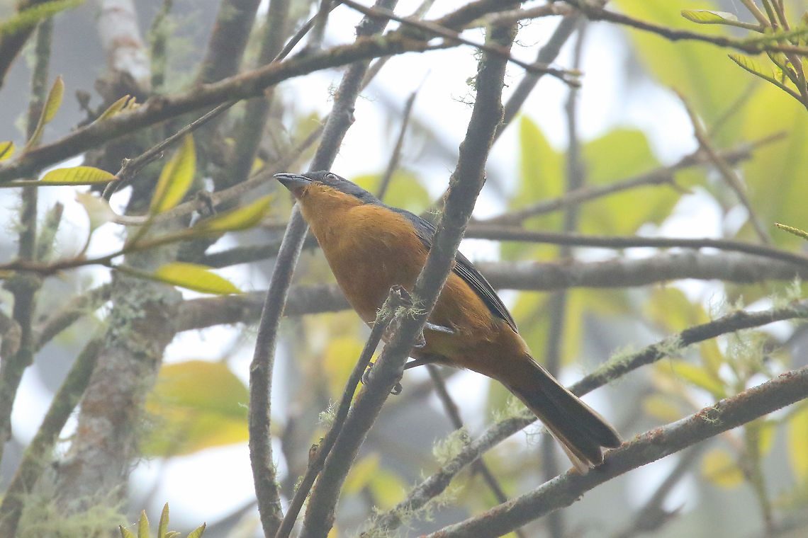 Rufous-crested tanager (Creurgops verticalis) Cerro de la Horquera, Valle del Cauca, Colombia. Jan 17, 2020 Colombia,Creurgops verticalis,Geotagged,Rufous-crested tanager,Winter