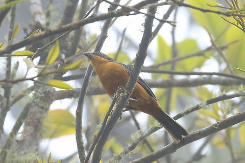 Rufous-crested tanager (Creurgops verticalis) Cerro de la Horquera, Valle del Cauca, Colombia. Jan 17, 2020 Colombia,Creurgops verticalis,Geotagged,Rufous-crested tanager,Winter