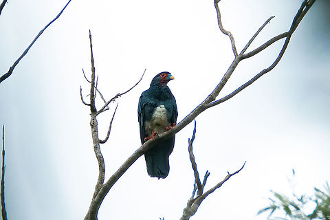 Red-throated caracara (Ibycter americanus) PN Yanachaga Chemill&eacute;n - El Paujil, Pasco, Peru. Feb 19, 2020 Geotagged,Ibycter americanus,Peru,Red-throated caracara,Summer