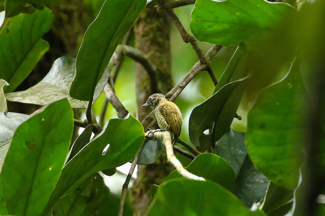 Lafresnaye's piculet (Picumnus lafresnayi) PN Yanachaga Chemill&eacute;n - El Paujil, Pasco, Peru. Feb 19, 2020 Geotagged,Lafresnaye's piculet,Peru,Picumnus lafresnayi,Summer