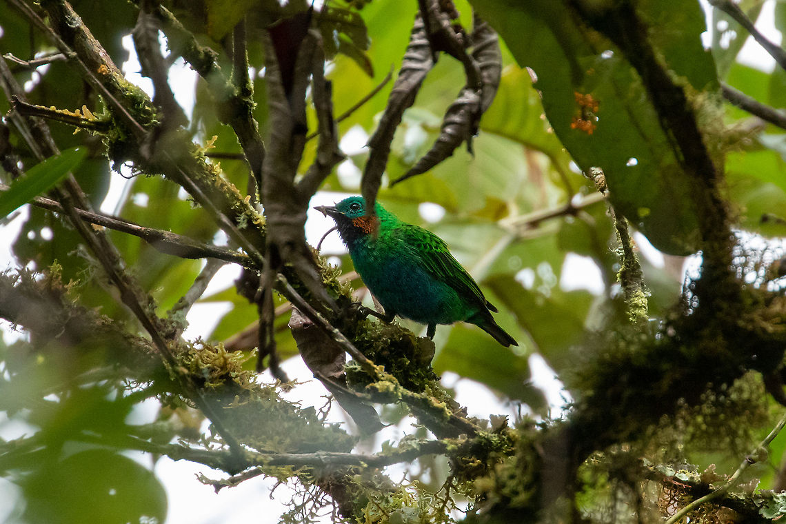 Orange-eared tanager (Chlorochrysa calliparaea) Oxapampa, Pasco, Peru. Jan 20, 2020 Chlorochrysa calliparaea,Geotagged,Orange-eared tanager,Peru,Summer