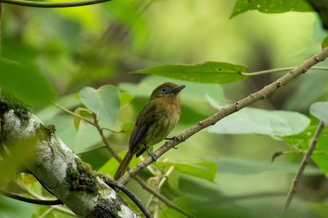 Fulvous-breasted flatbill (Rhynchocyclus fulvipectus) Oxapampa, Pasco, Peru. Jan 20, 2020 Fulvous-breasted flatbill,Geotagged,Peru,Rhynchocyclus fulvipectus,Summer