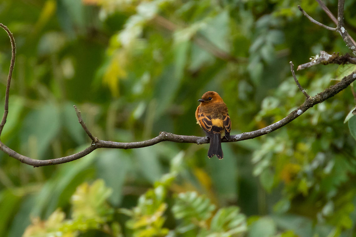 Cinnamon flycatcher (Pyrrhomyias cinnamomeus) Oxapampa, Pasco, Peru. Jan 20, 2020 Cinnamon flycatcher,Geotagged,Peru,Pyrrhomyias cinnamomeus,Summer