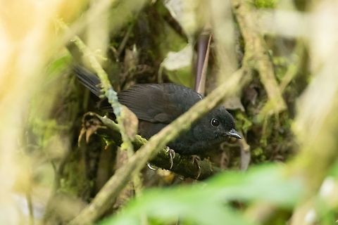 Rufous-vented tapaculo (Scytalopus femoralis) Oxapampa, Pasco, Peru. Jan 20, 2020 Geotagged,Peru,Rufous-vented tapaculo,Scytalopus femoralis,Summer
