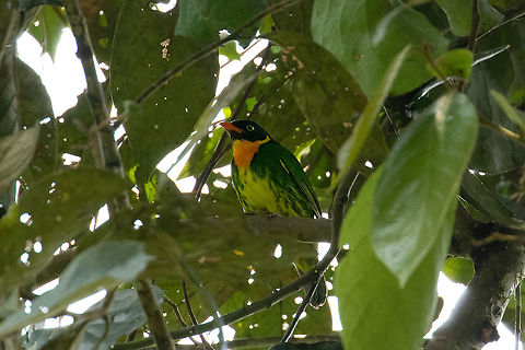 Masked fruiteater (Pipreola pulchra) Oxapampa, Pasco, Peru. Jan 20, 2020 Geotagged,Masked fruiteater,Peru,Pipreola pulchra,Summer