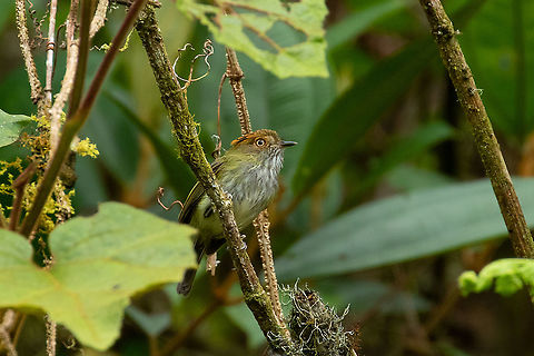 Scale-crested pygmy tyrant (Lophotriccus pileatus) Oxapampa, Pasco, Peru. Jan 20, 2020 Geotagged,Lophotriccus pileatus,Peru,Scale-crested pygmy tyrant,Summer