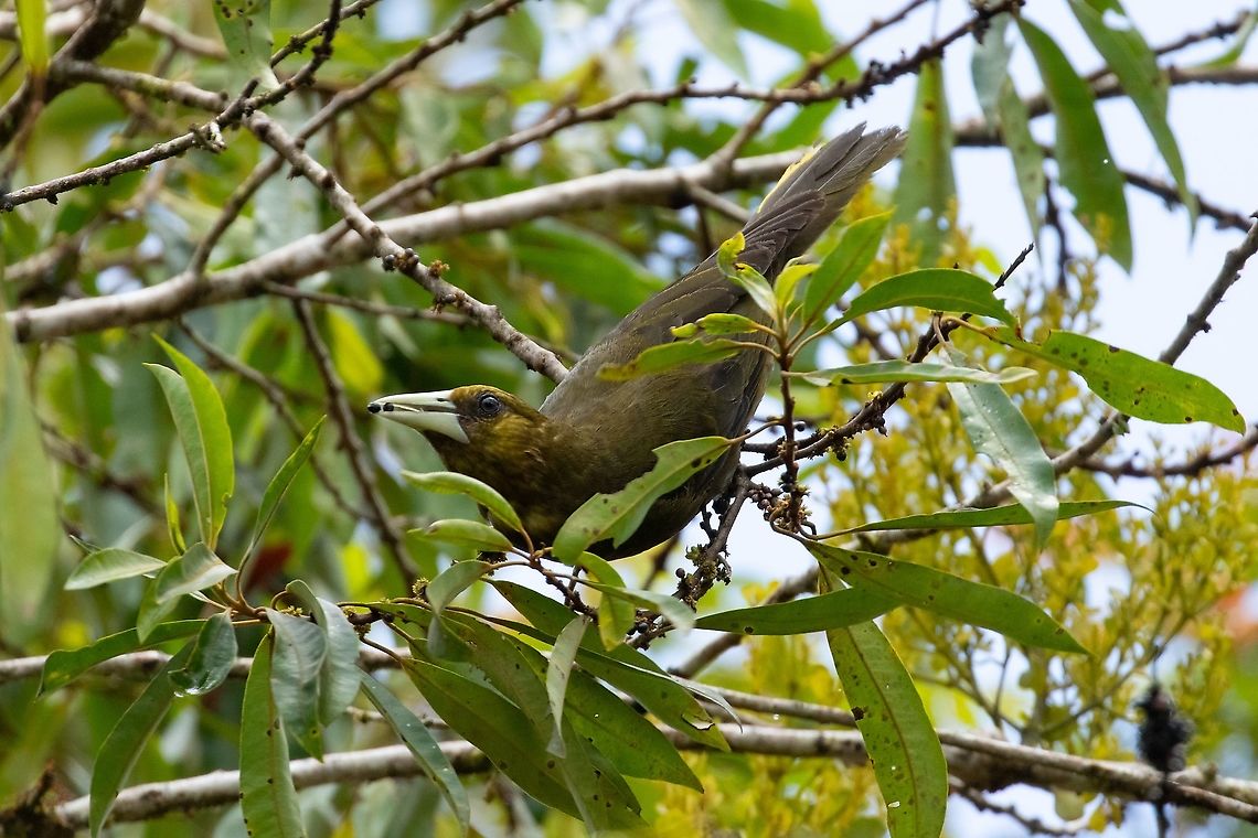 Dusky-green oropendola (Psarocolius atrovirens) Oxapampa, Pasco, Peru. Jan 20, 2020 Dusky-green oropendola,Geotagged,Peru,Psarocolius atrovirens,Summer
