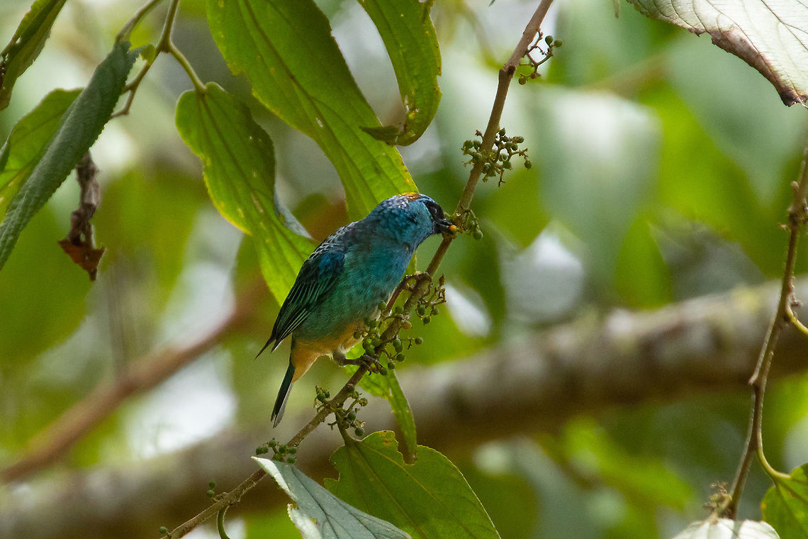 Golden-naped tanager (Tangara ruficervix) Oxapampa, Pasco, Peru. Jan 20, 2020 Geotagged,Golden-naped tanager,Peru,Summer,Tangara ruficervix