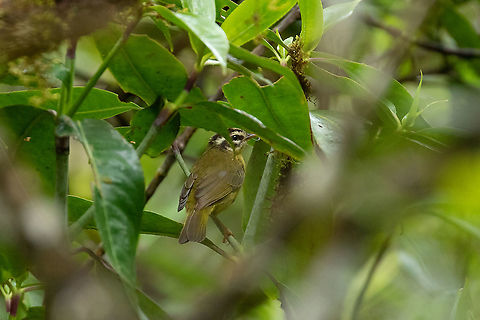 Three-striped warbler (Basileuterus tristriatus) Oxapampa, Pasco, Peru. Jan 20, 2020 Basileuterus tristriatus,Geotagged,Peru,Summer,Three-striped warbler