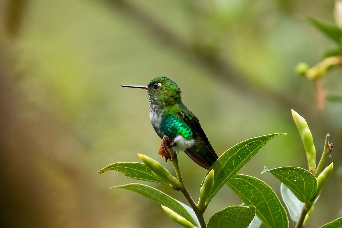 Emerald-bellied puffleg (Eriocnemis aline) PNYC - San Alberto, Pasco, Peru. Jan 22, 2020 Emerald-bellied puffleg,Eriocnemis aline,Geotagged,Peru,Summer