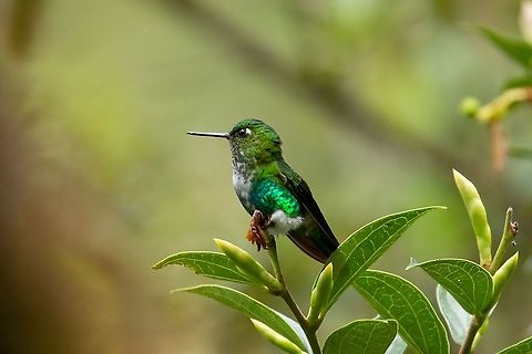 Emerald-bellied puffleg (Eriocnemis aline) PNYC - San Alberto, Pasco, Peru. Jan 22, 2020 Emerald-bellied puffleg,Eriocnemis aline,Geotagged,Peru,Summer