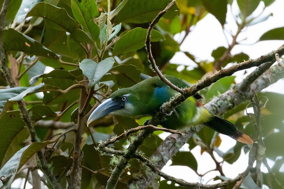 Blue-banded toucanet (Aulacorhynchus coeruleicinctis) PNYC - San Alberto, Pasco, Peru. Jan 22, 2020 Aulacorhynchus coeruleicinctis,Blue-banded toucanet,Geotagged,Peru,Summer