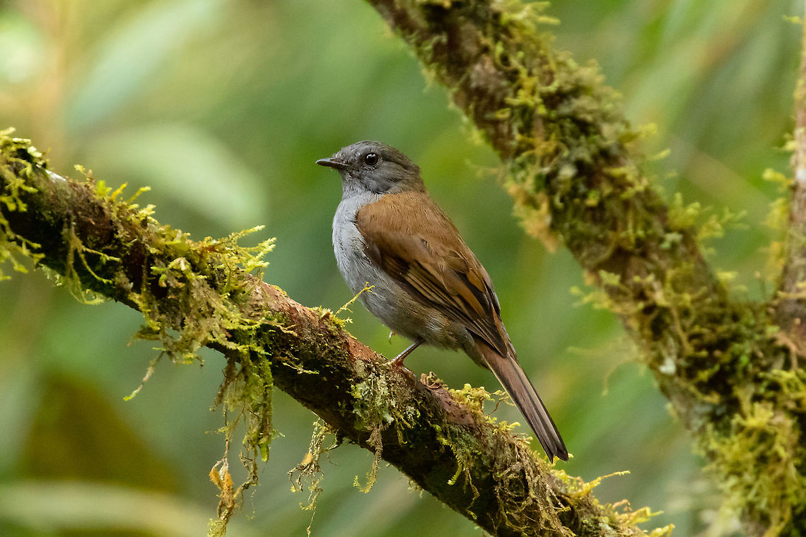 Andean solitaire (Myadestes ralloides) PNYC - San Alberto, Pasco, Peru. Jan 22, 2020 Andean solitaire,Geotagged,Myadestes ralloides,Peru,Summer
