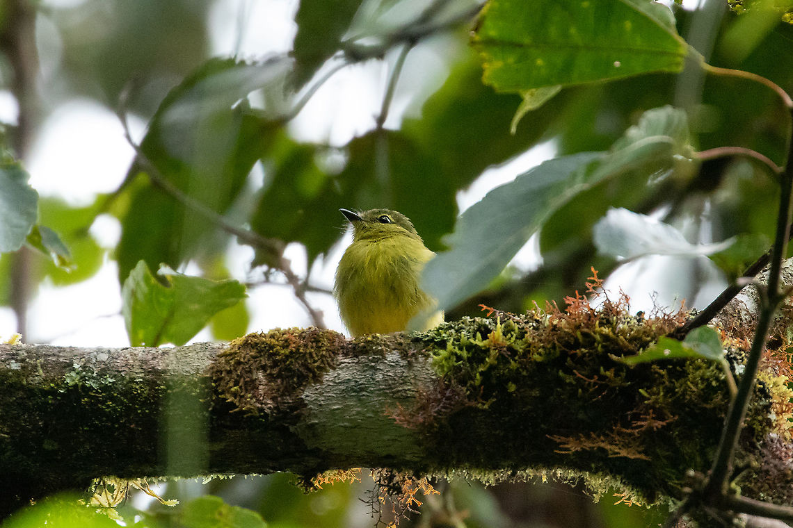 Flavescent flycatcher (Myiophobus flavicans) PNYC - San Alberto, Pasco, Peru. Jan 22, 2020 Flavescent flycatcher,Geotagged,Myiophobus flavicans,Peru,Summer