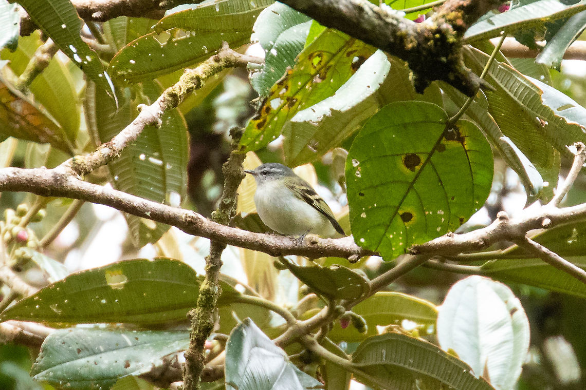 White-tailed tyrannulet (Mecocerculus poecilocercus) PNYC - San Alberto, Pasco, Peru. Jan 22, 2020 Geotagged,Mecocerculus poecilocercus,Peru,Summer,White-tailed tyrannulet