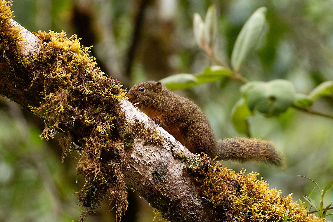 Amazon dwarf squirrel (Microsciurus flaviventer) PNYC - San Alberto, Pasco, Peru. Jan 22, 2020 Amazon dwarf squirrel,Geotagged,Microsciurus flaviventer,Peru,Summer