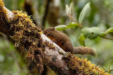 Amazon dwarf squirrel