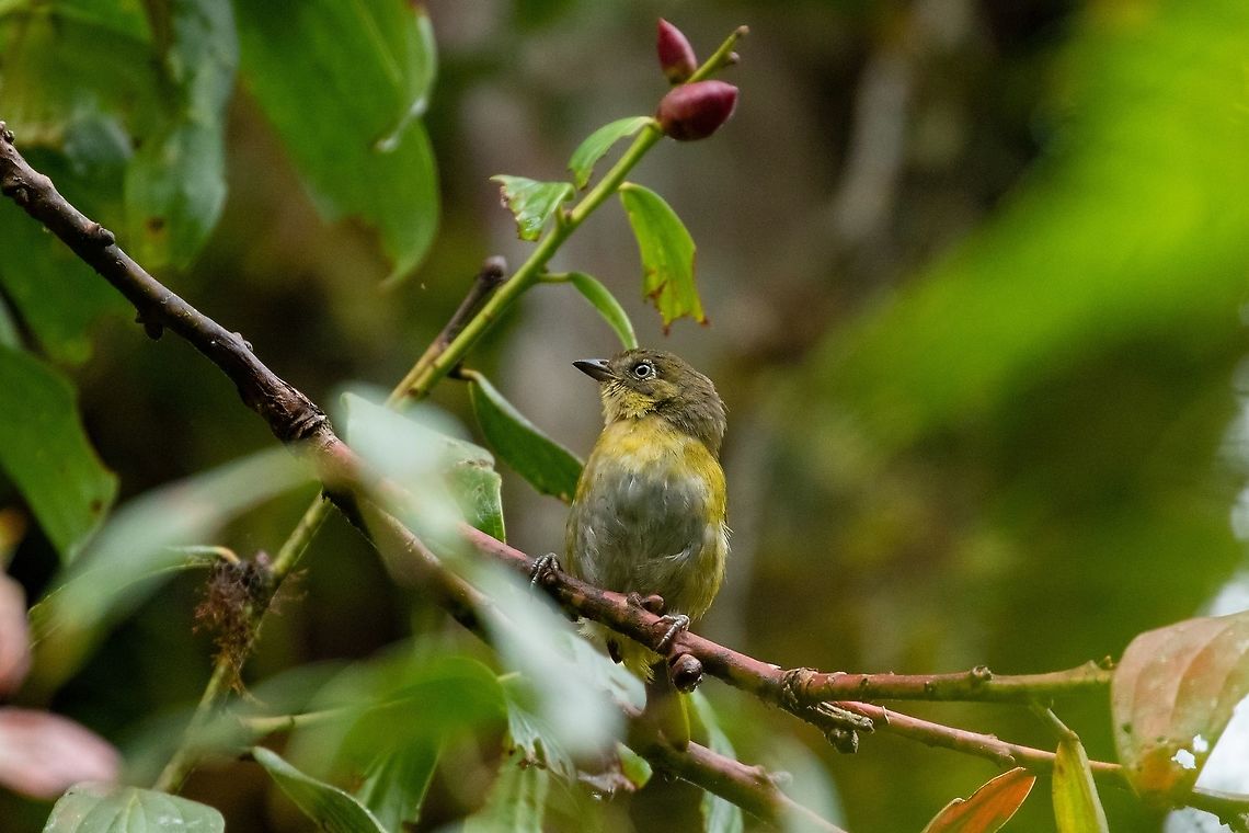 Common chlorospingus (Chlorospingus flavopectus) PNYC - Laguna San Daniel, Pasco, Peru. Jan 23, 2020 Chlorospingus flavopectus,Common bush tanager,Geotagged,Peru,Summer