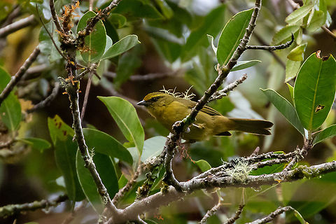 Oleaginous hemispingus (Hemispingus frontalis) PNYC - Laguna San Daniel, Pasco, Peru. Jan 23, 2020 Geotagged,Hemispingus frontalis,Oleaginous hemispingus,Peru,Summer