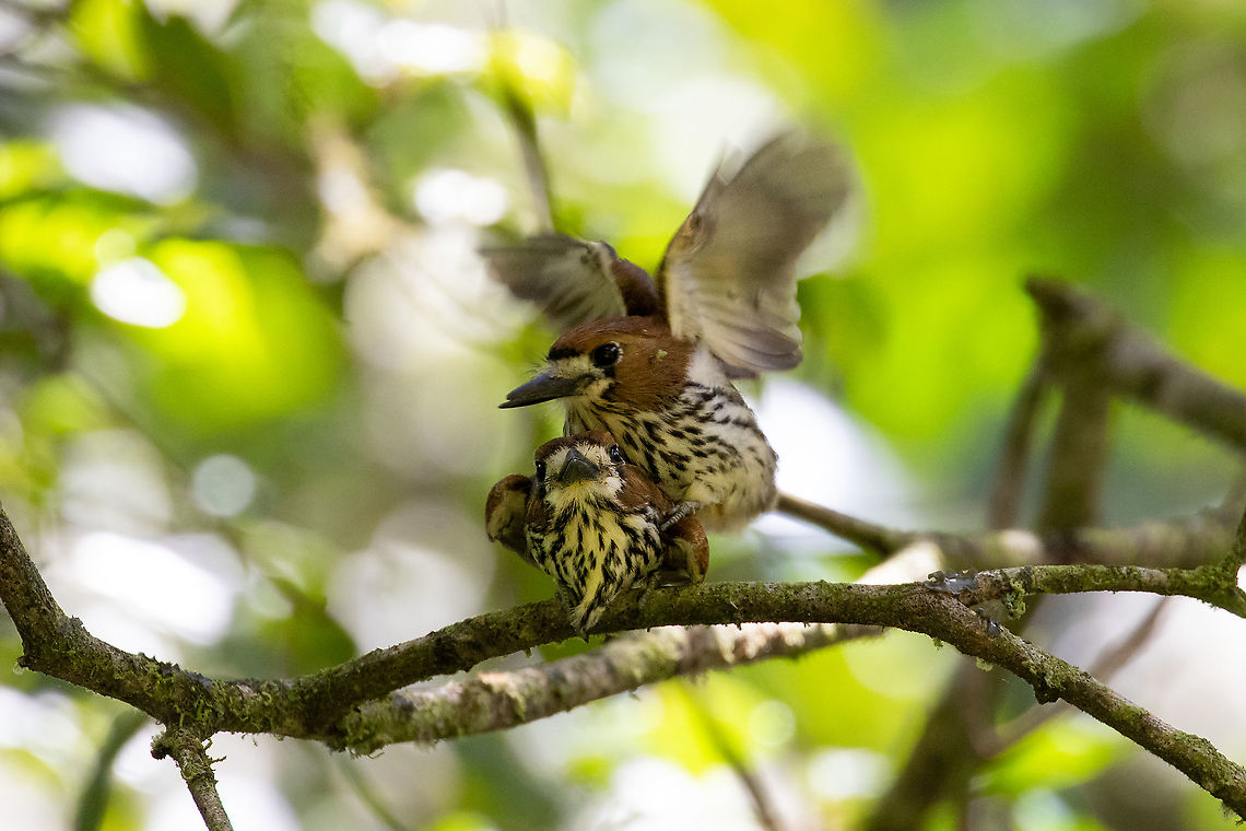 Lanceolated monklets (Micromonacha lanceolata), in the process of making more monklets! PNYC - Huampal, Pasco, Peru. Jul 16, 2020 Geotagged,Lanceolated monklet,Micromonacha lanceolata,Peru,Winter