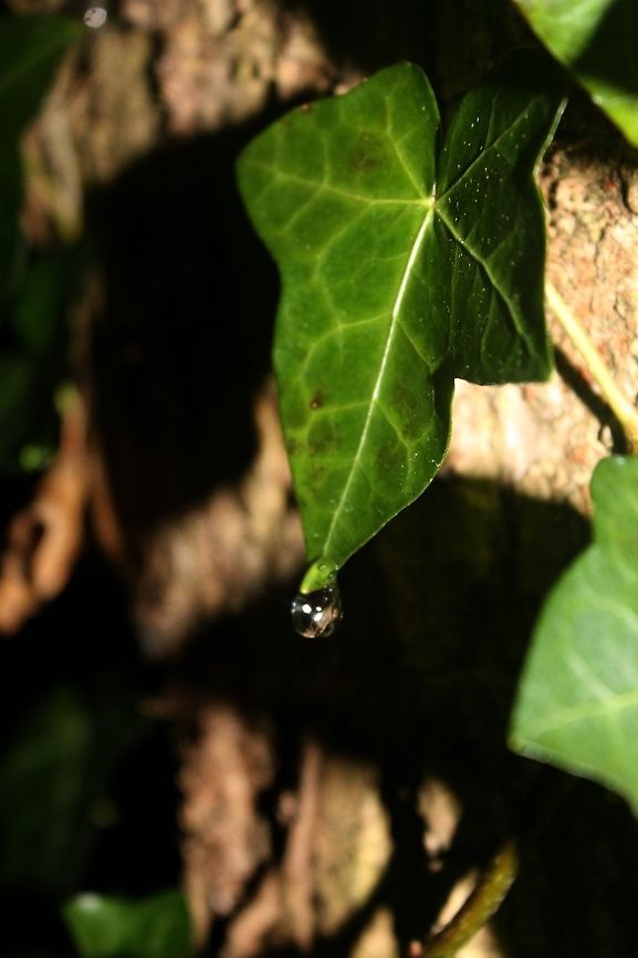 Green Raindrops I always like taking pictures after a rain storm and the day I took this one it had been raining the whole day! I have always loved taking pictures of raindrops because they inspire me! How can something so small make such a difference! Hope you enjoy!  drops,leaf,rain