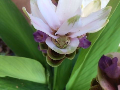 Hidden worlds. Squrrel Tree Frog hiding in my garden flower. Geotagged,Hyla squirella,Squirrel tree frog,Summer,United States