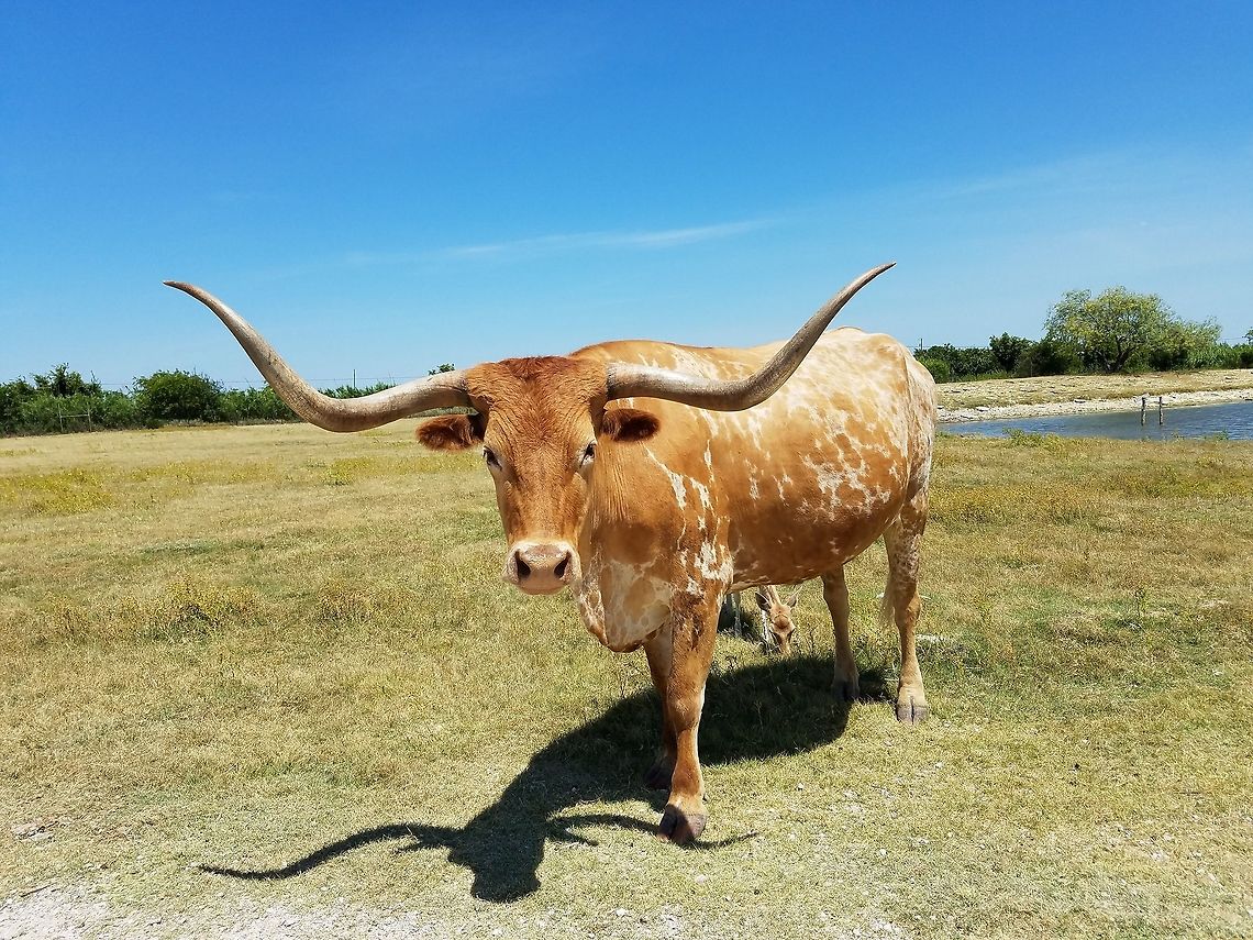 Longhorn  Bos primigenius taurus,Cattle