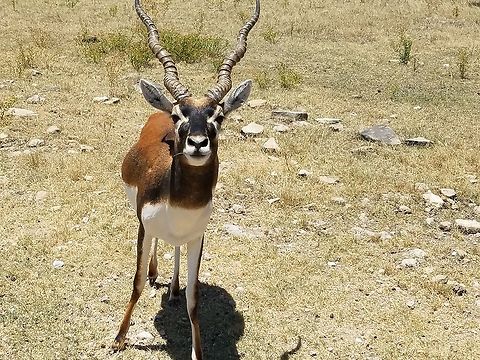 Antelope  Grants Gazelle,Nanger granti